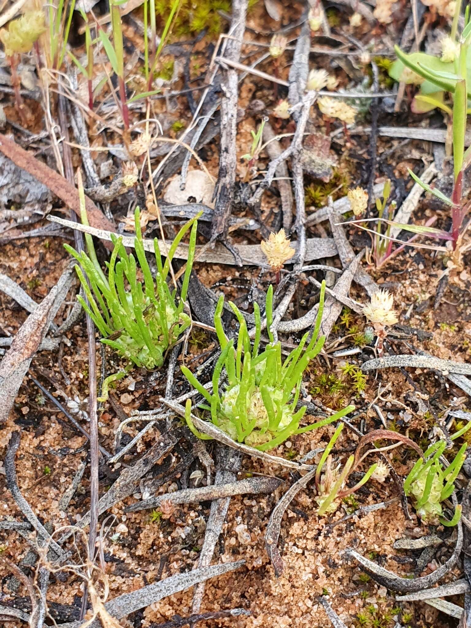 Sivun Isoetopsis graminifolia Turcz. kuva