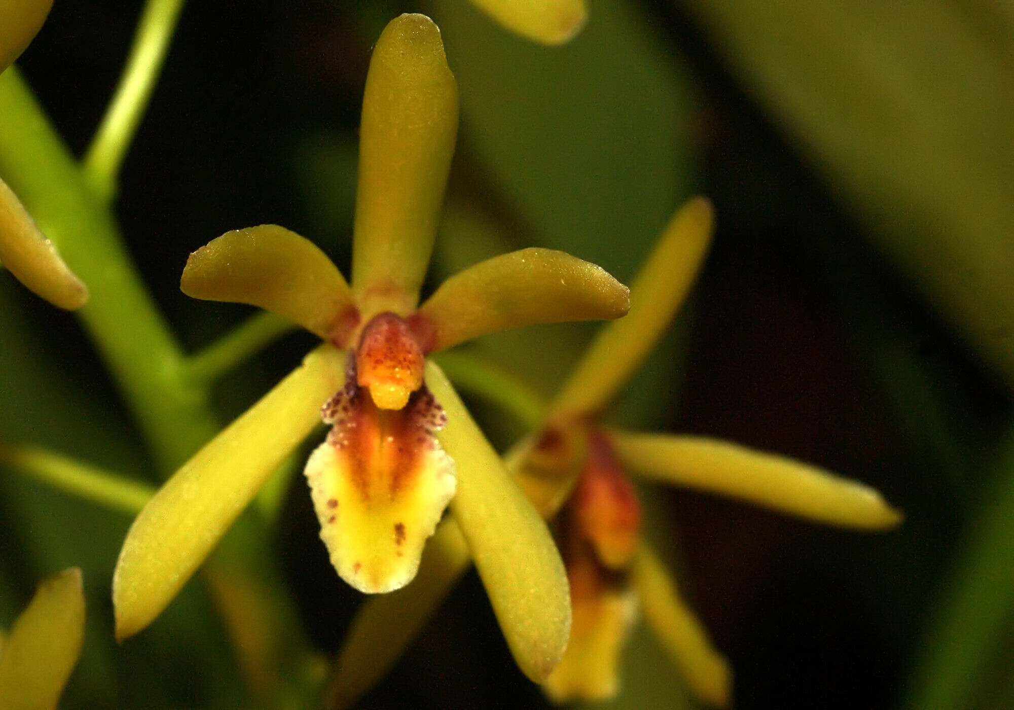 Image of Snake orchid