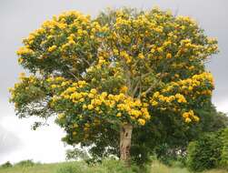 Image de Markhamia lutea (Benth.) K. Schum.