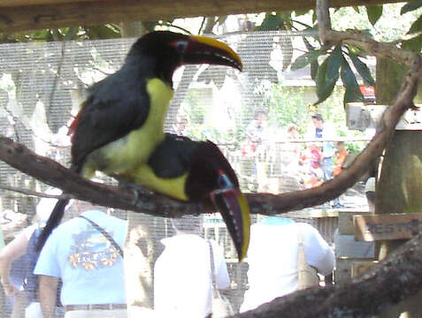 Image of Green Aracari