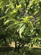 Image of Japanese chestnut