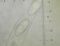 Image of Octospora gemmicola Benkert 1998