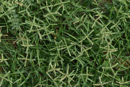 Image of LM grass