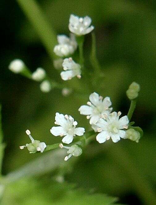 Image of Japanese honewort