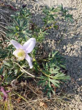 صورة Anemone multiceps (Greene) Standl.