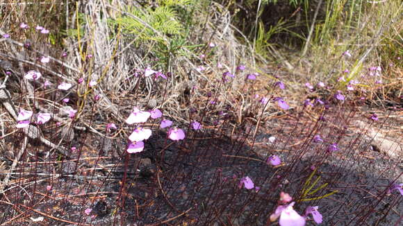 صورة Utricularia uniflora R. Br.