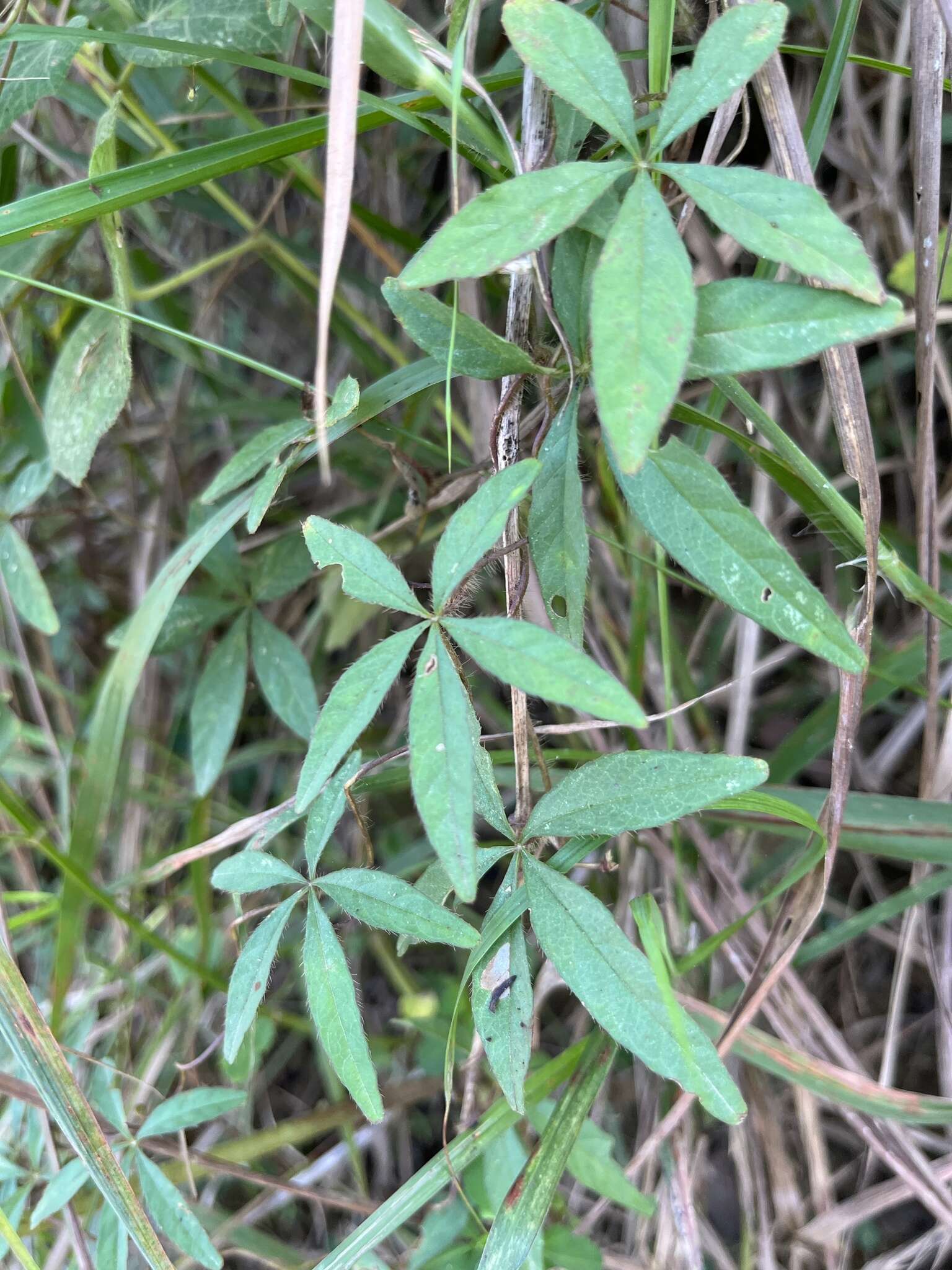 Image of Distimake quinatus (R. Br.) A. R. Simões & Staples