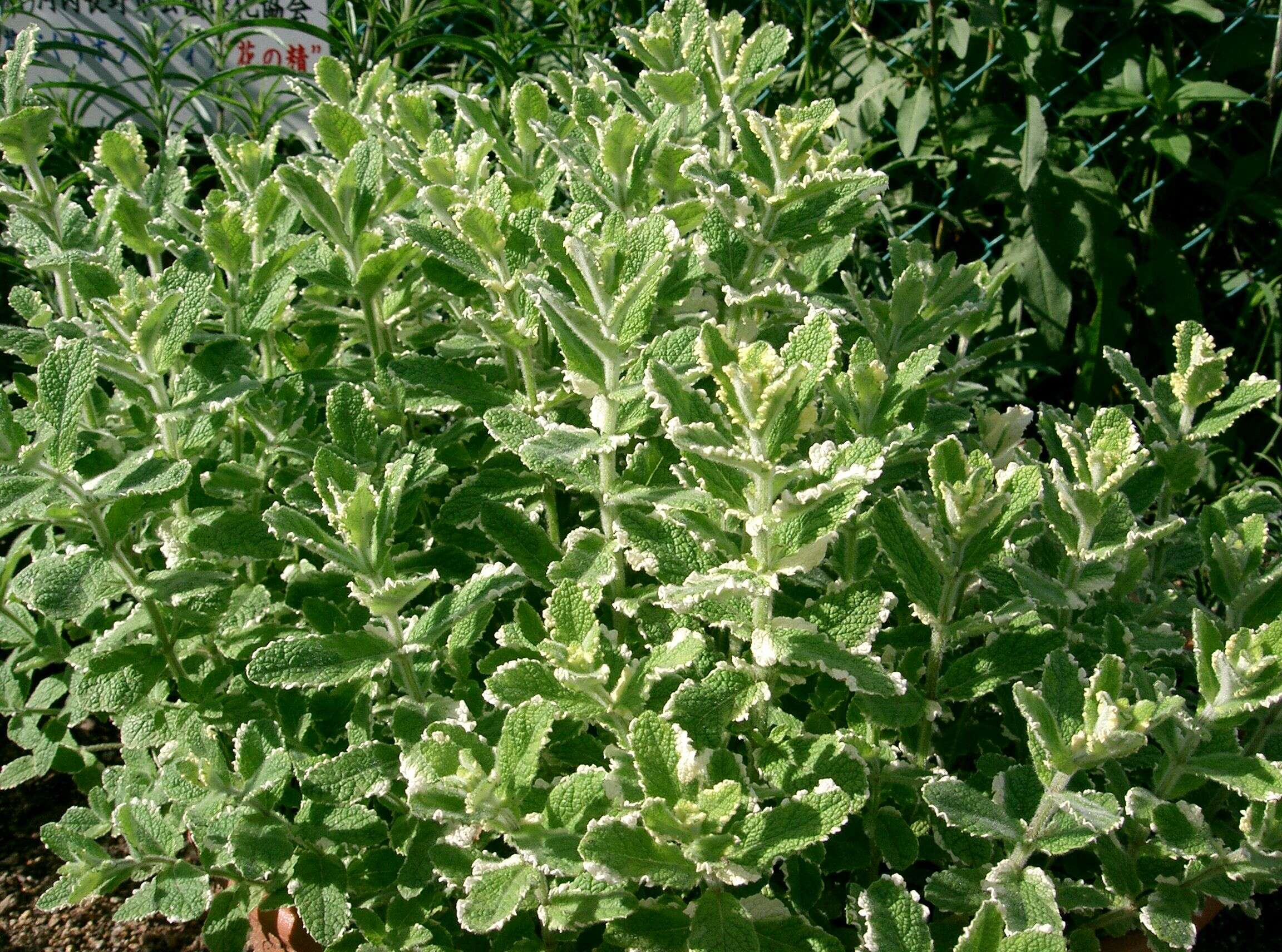 Image of Apple Mint