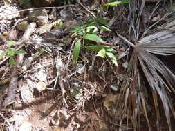 Image of Cape Francais Stalk Grass