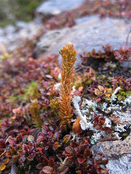 Image of Huperzia australiana (Herter) Holub