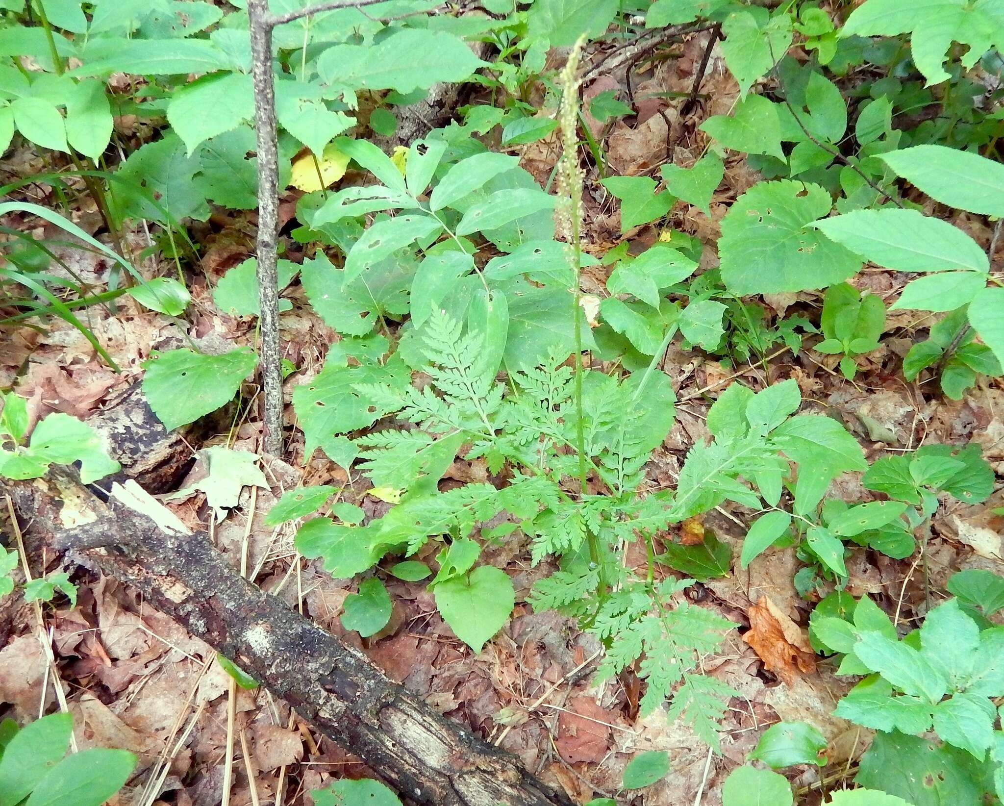 Image of Botrypus virginianus (L.) Michx.