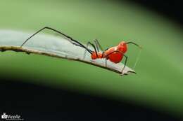 Image of Argyrodes miniaceus (Doleschall 1857)