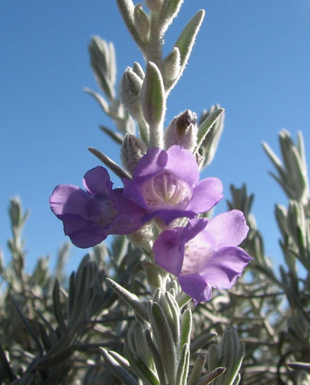 Image of Emu Bush