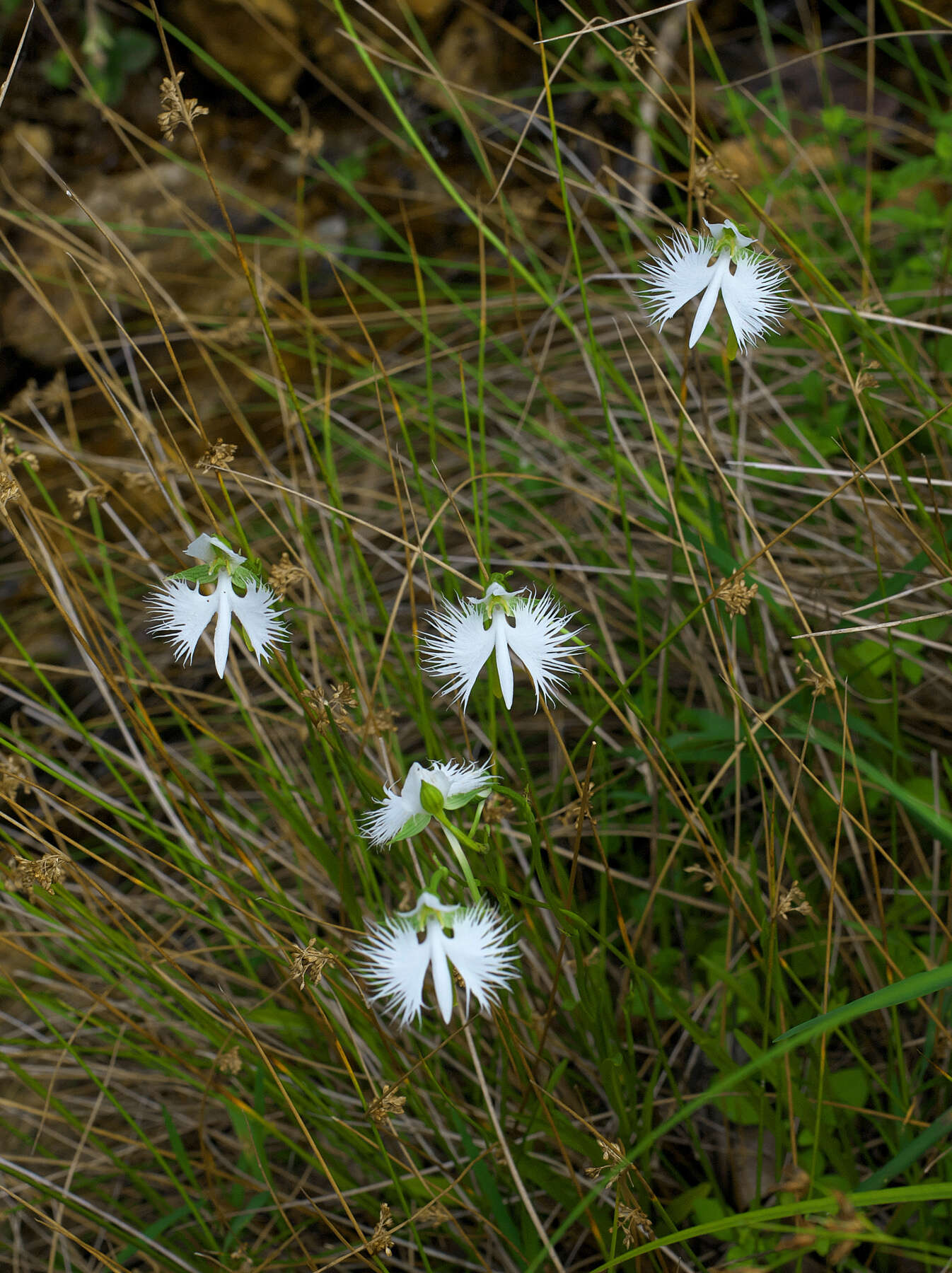 Pecteilis radiata (Thunb.) Raf. resmi