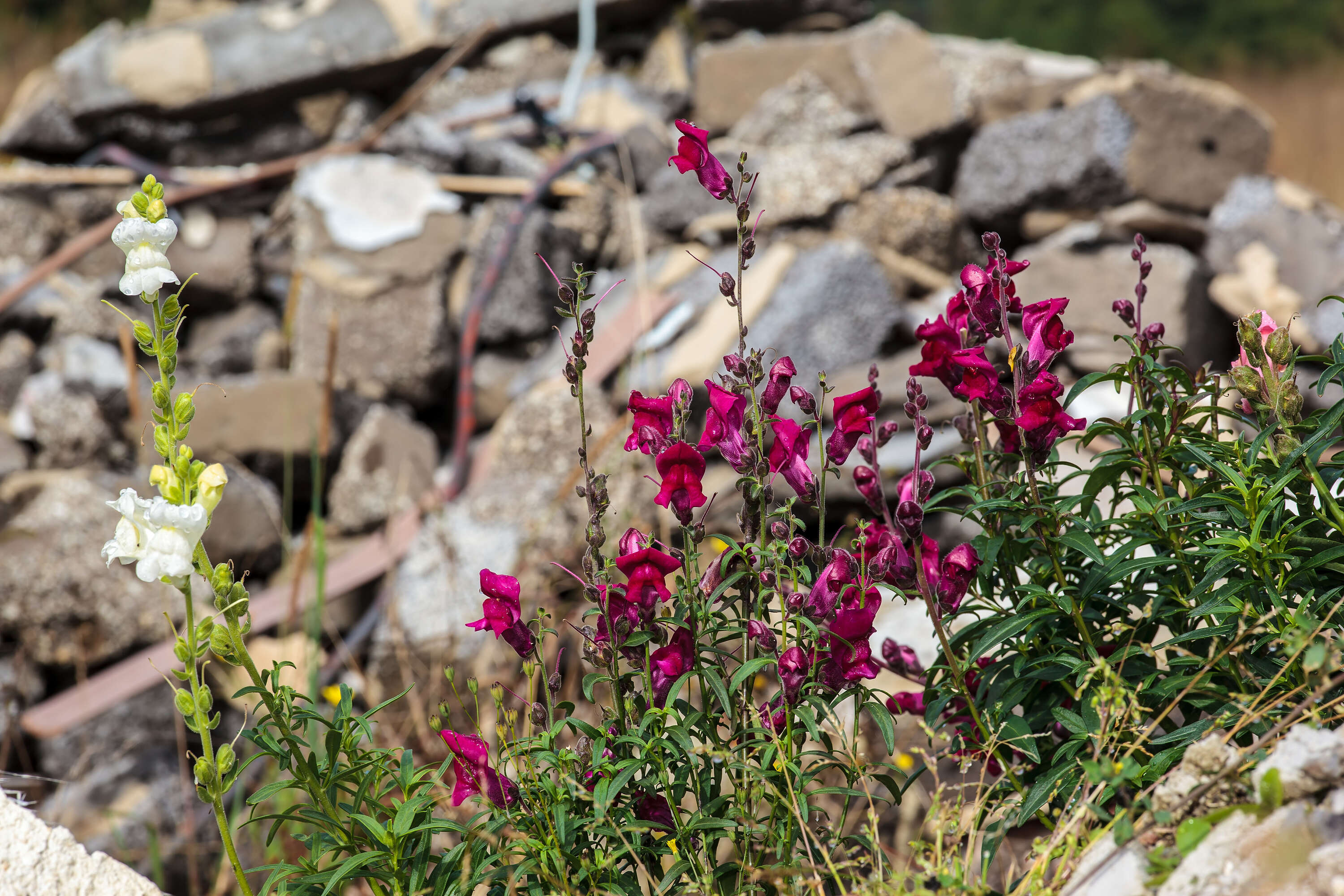 Plancia ëd Antirrhinum majus L.