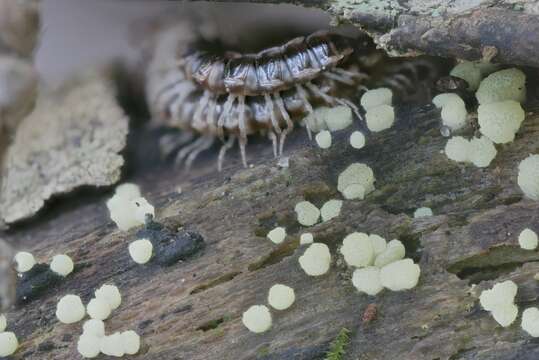 Image de Trichoderma chlorosporum P. Chaverri & Samuels 2003