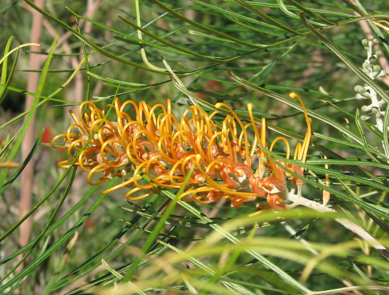 Image of Silky-oak