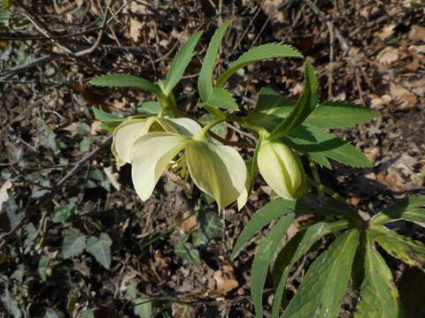 Image of Helleborus viridis subsp. viridis L.