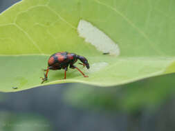 Image of Strigapoderus javanicus Legalov 2003