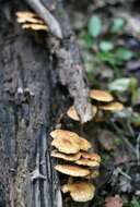 Image of Pholiota adiposa (Batsch) P. Kumm. 1871