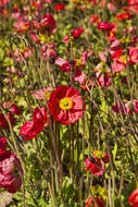 Image of Iceland Poppy