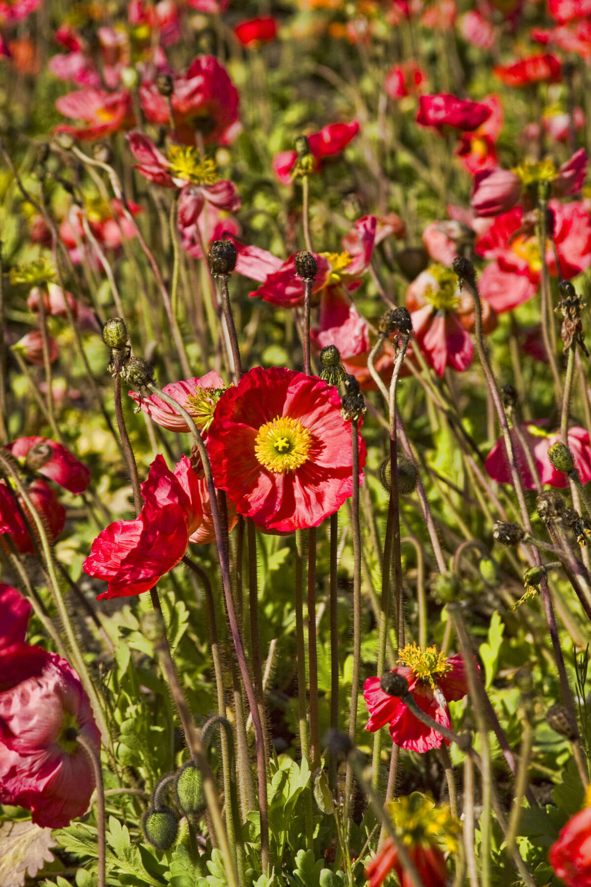 Image of Iceland Poppy