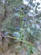 Image of Logania saxatilis G. Perry ex B. J. Conn