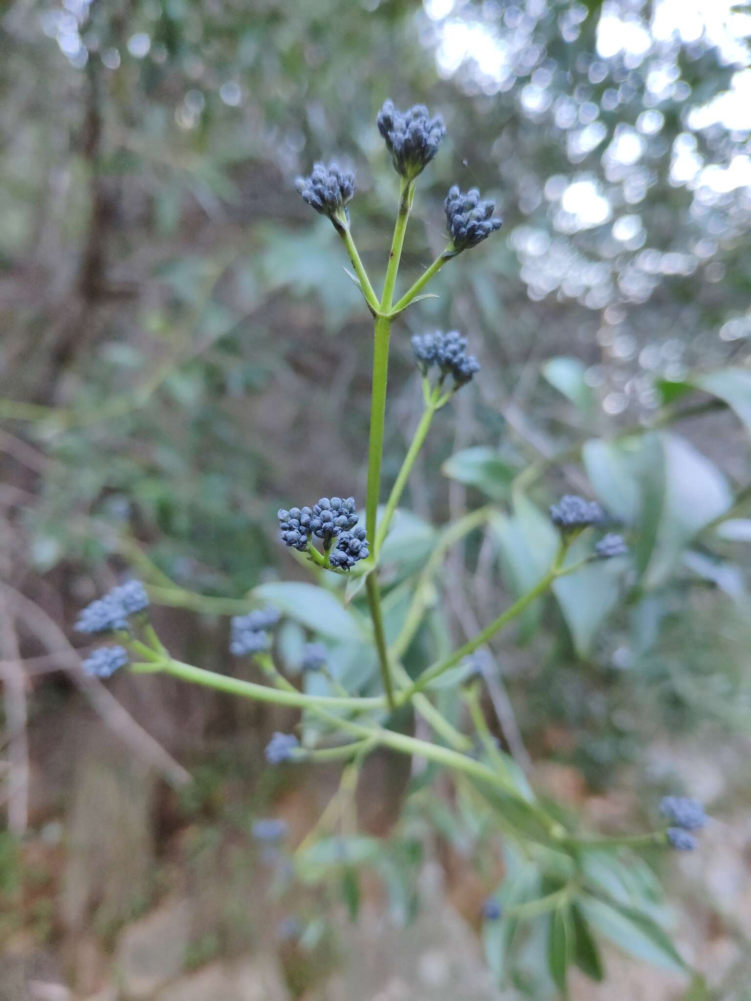 Image of Logania saxatilis G. Perry ex B. J. Conn