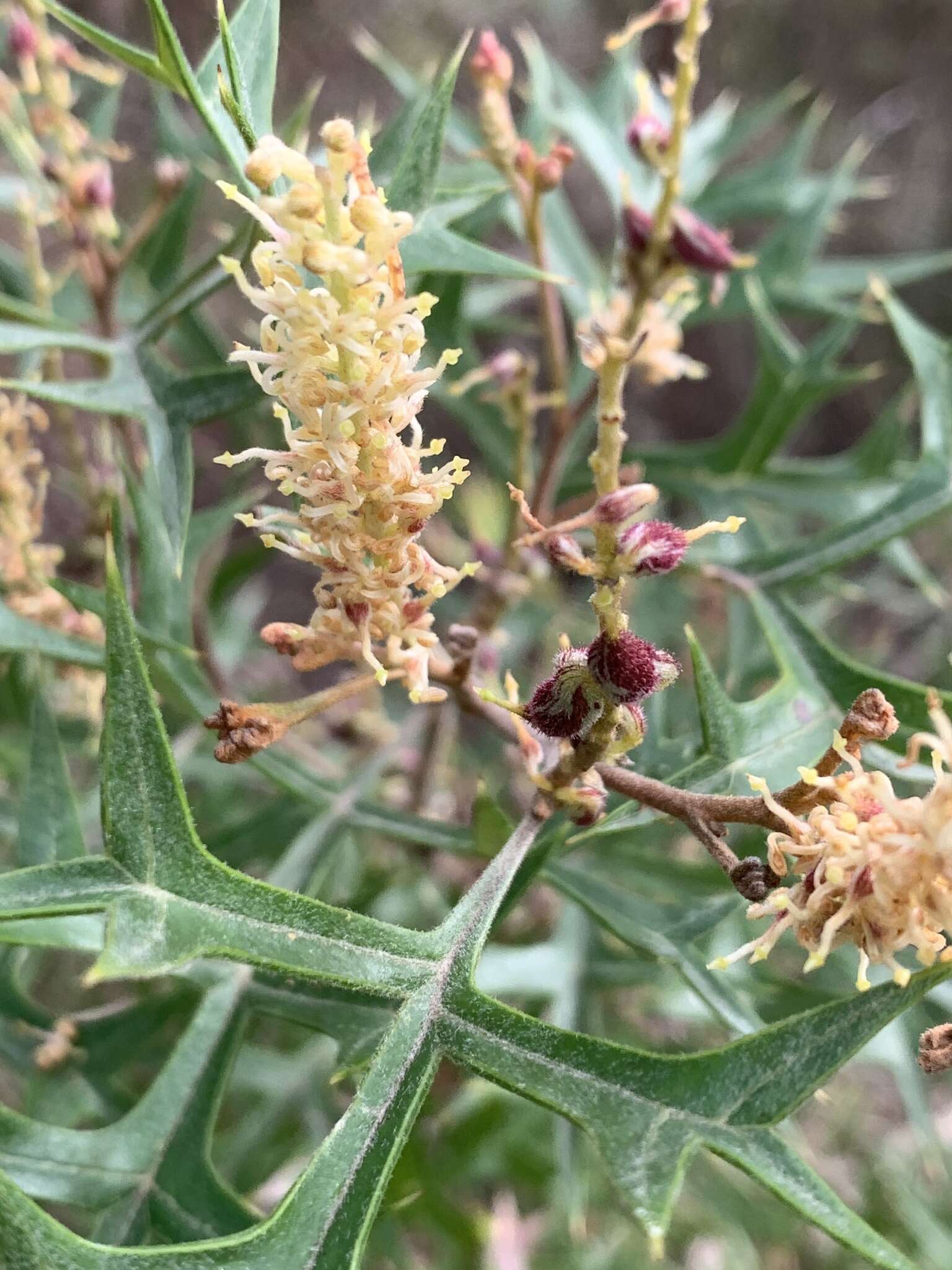 Image of Grevillea ramosissima Meissn.