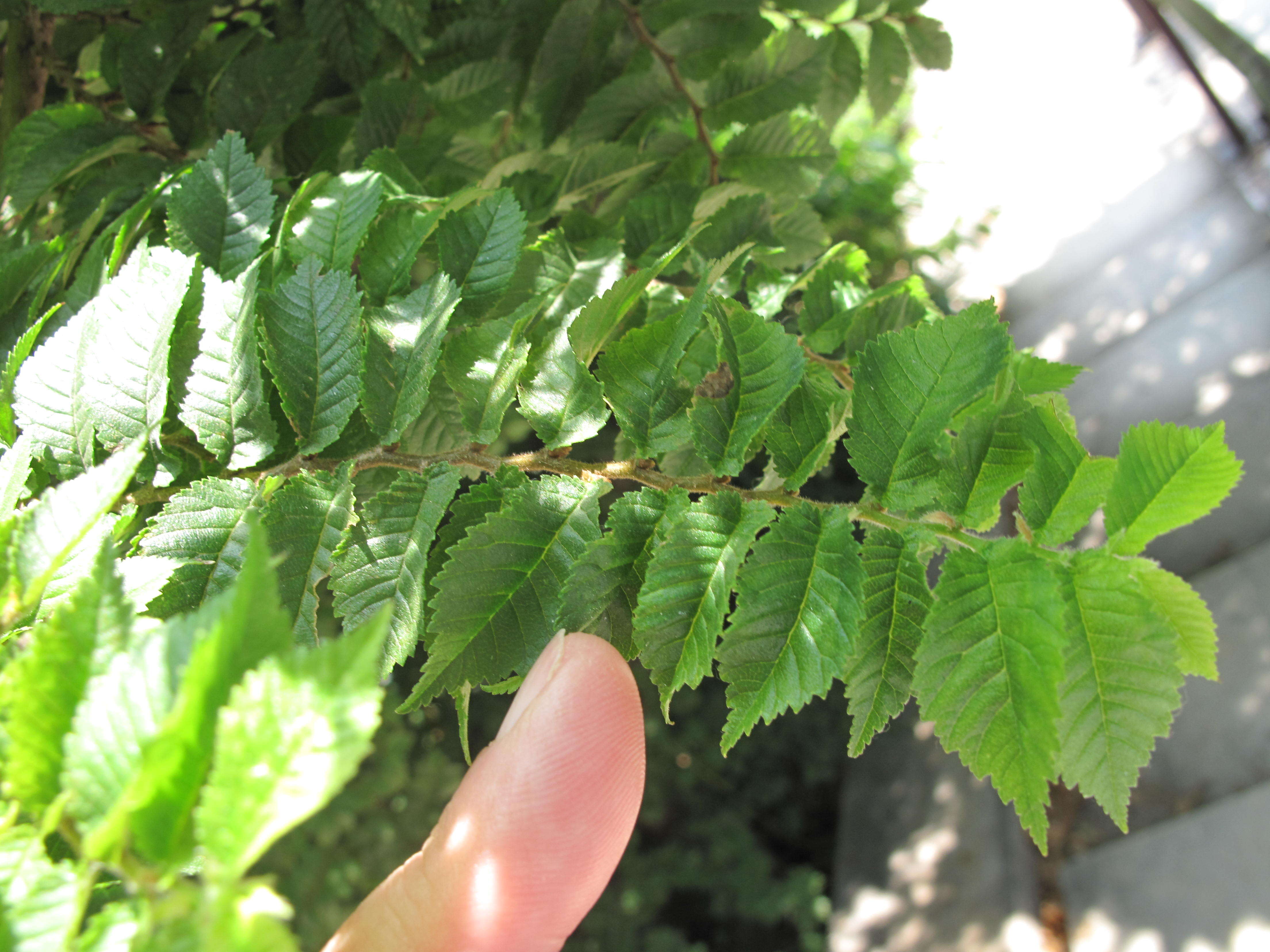 Imagem de Zelkova serrata (Thunb.) Makino