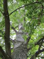 Image of Grey poplar