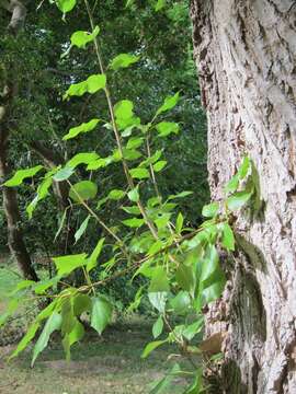 Image of Grey poplar