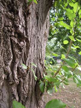 Image of Grey poplar