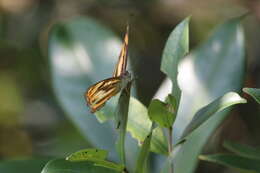 Athyma inara resmi