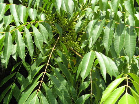 Image of wax tree