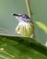 Image of Spotted Tody-Flycatcher