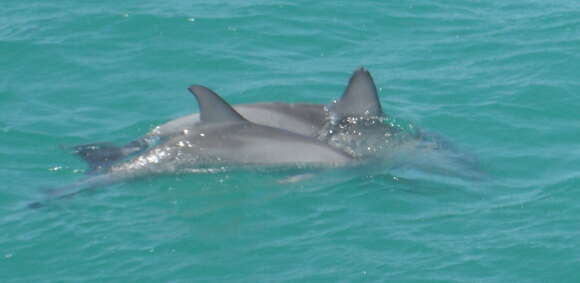 Image of Indian Ocean Bottlenose Dolphin