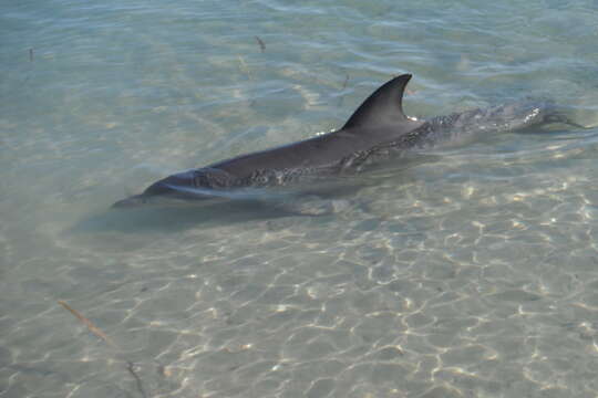 Image of Indian Ocean Bottlenose Dolphin