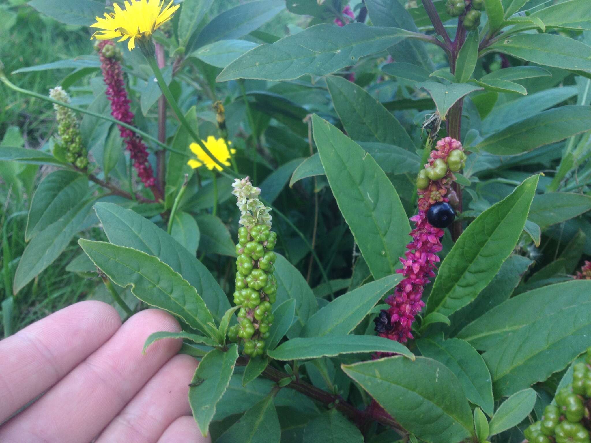 Image of Phytolacca octandra L.