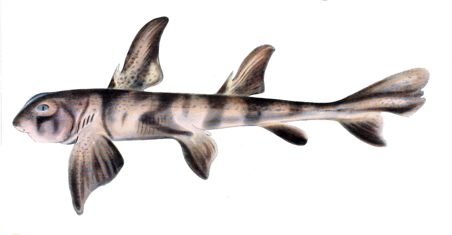 Image of Barred Bull-head Shark