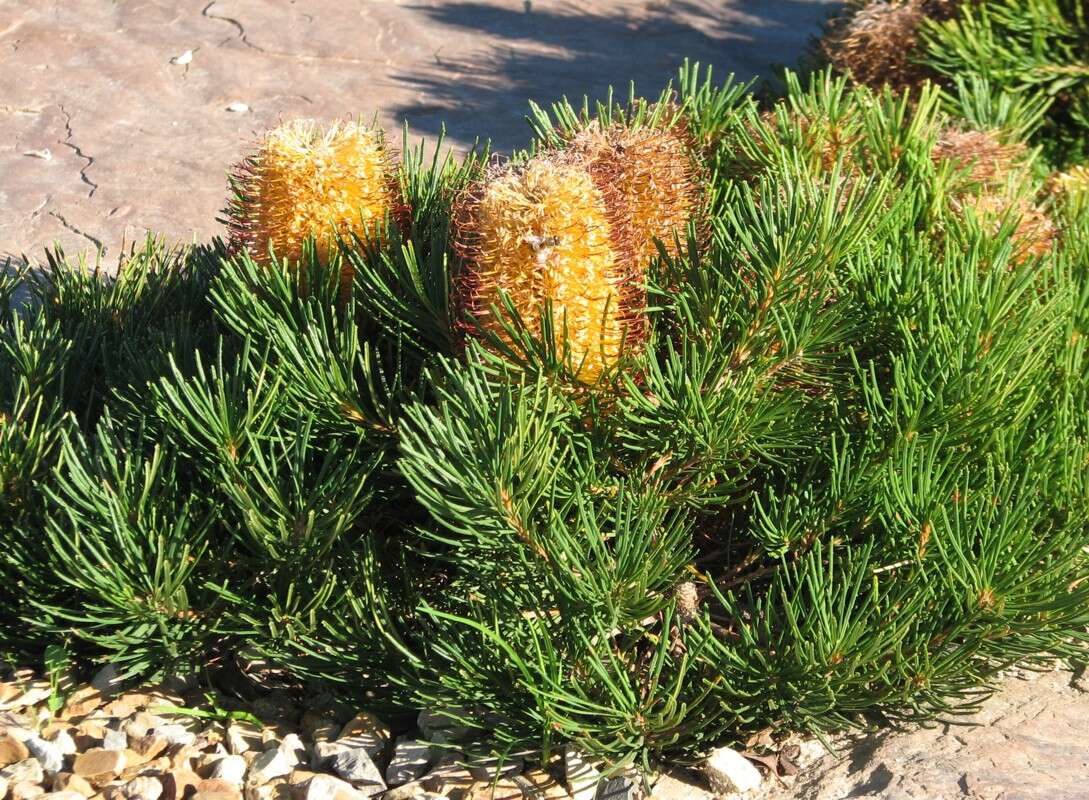 صورة Banksia