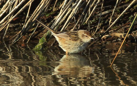 Image of Little Grassbird