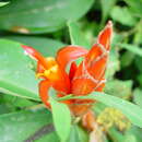 Imagem de Costus pulverulentus C. Presl