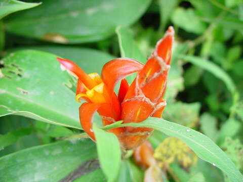 Image of spiral ginger