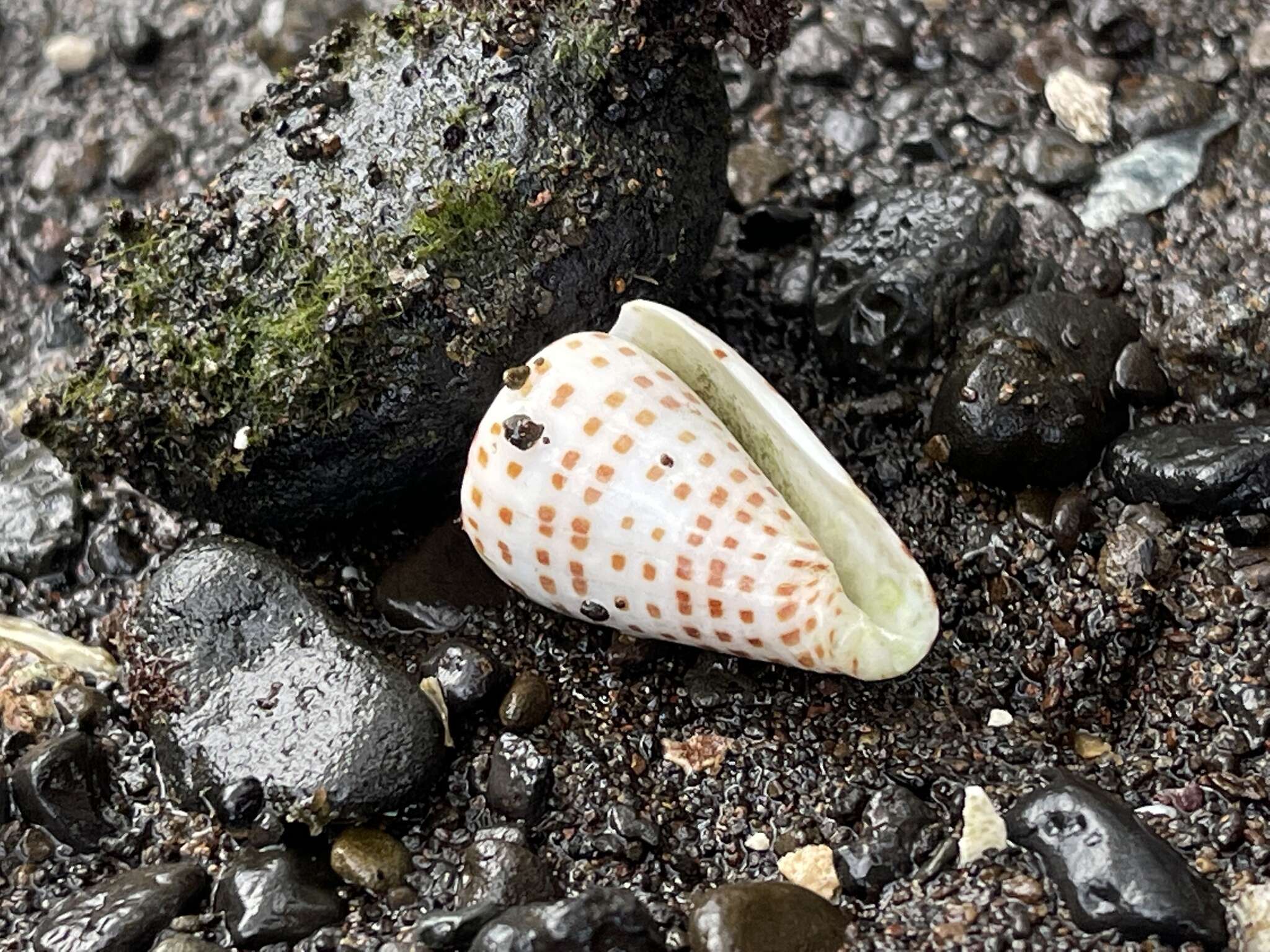 Image of ivory cone