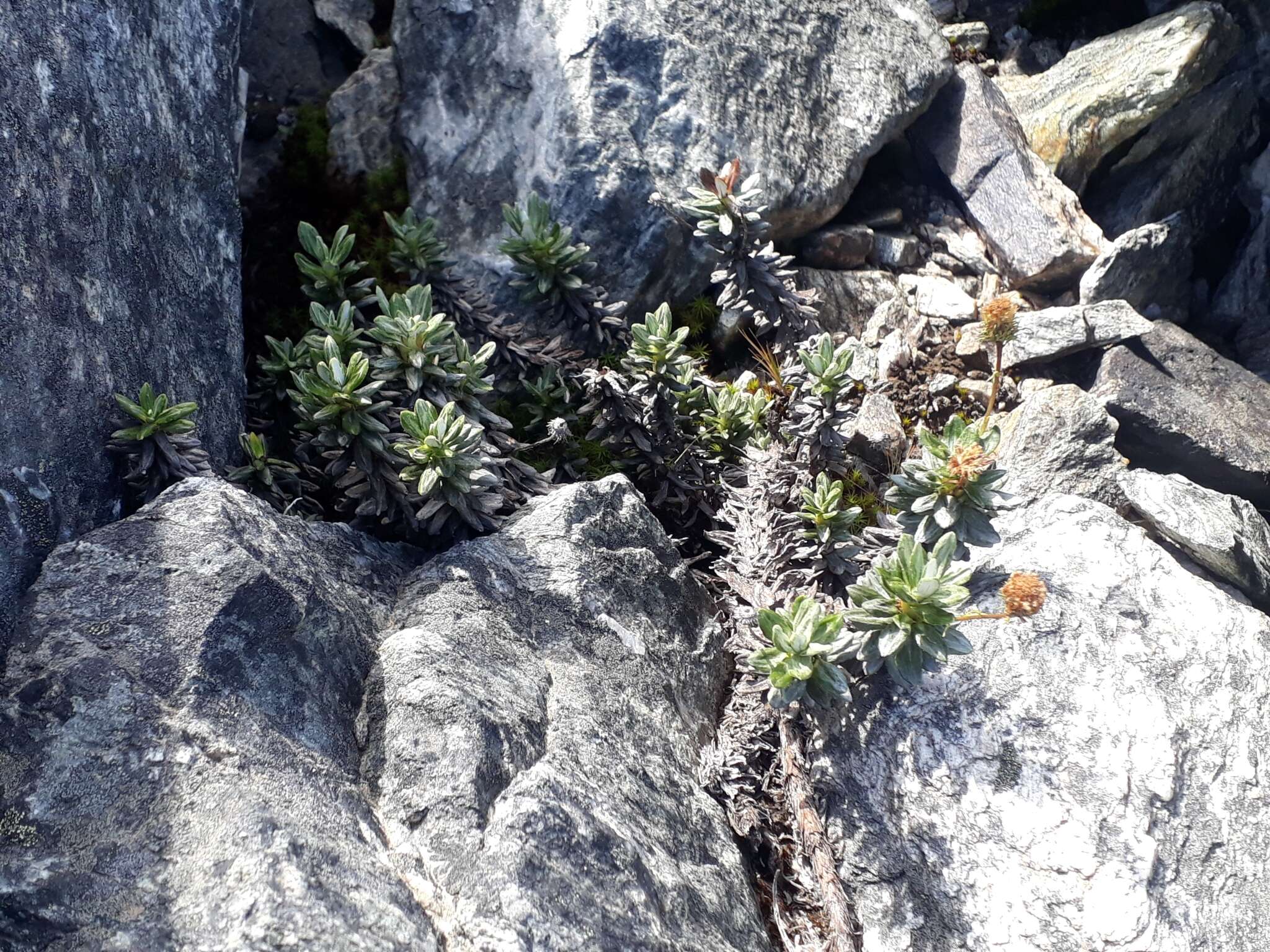 Image of Celmisia brevifolia Cockayne