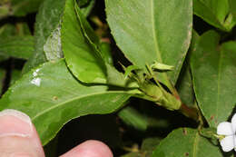 Image of Viola stipularis Sw.