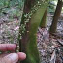 Sivun Phyllanthus microcladus Müll. Arg. kuva