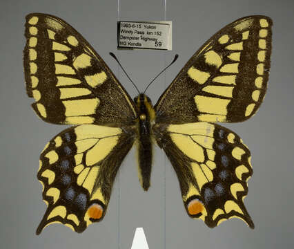 صورة <i>Papilio machaon aliaska</i>