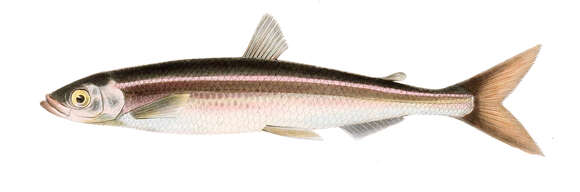 Image of Japanese smelt